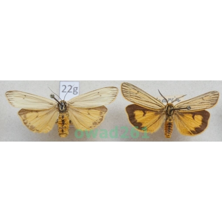 Coscinia striata (Linnaeus, 1758) pair Bulgaria22g